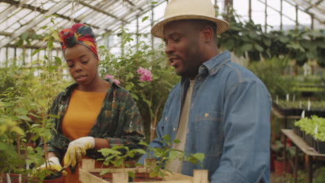 African-American-Man-Working-in-Greenhouse-with-Wife